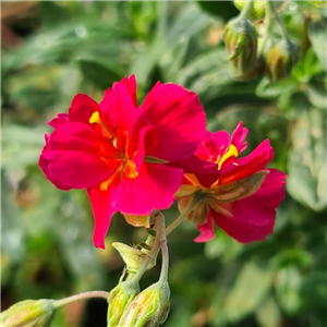 Helianthemum 'Cerise Queen'